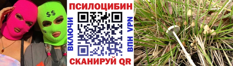 Купить Новохопёрск Псилоцибиновые грибы Psilocybine cubensis